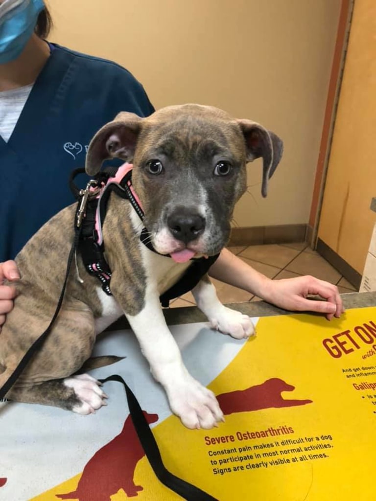 Hospital Gallery Plainfield Animal Hospital in South Plainfield