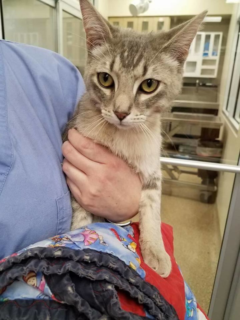 Hospital Tour Companion Pet Clinic of Arizona