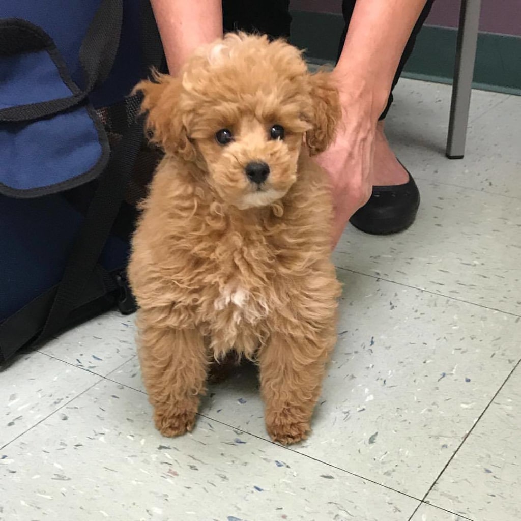 Hospital Gallery Advanced Care Animal Clinic in Smokey Point