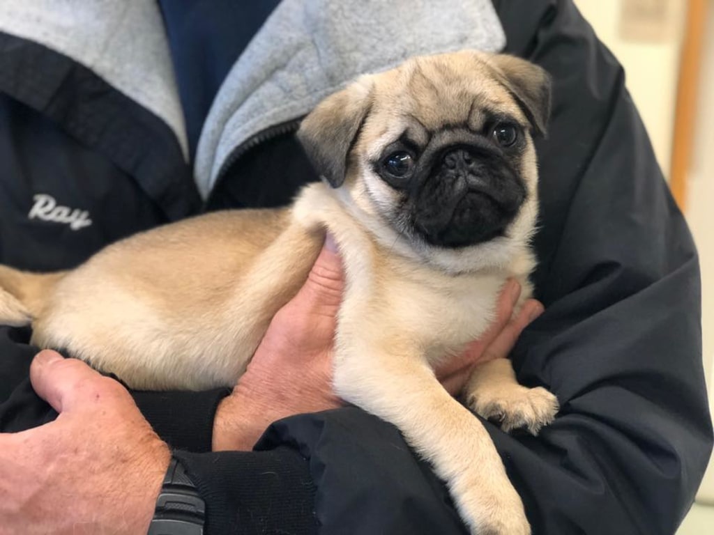 Hospital Gallery Advanced Care Animal Clinic in Smokey Point