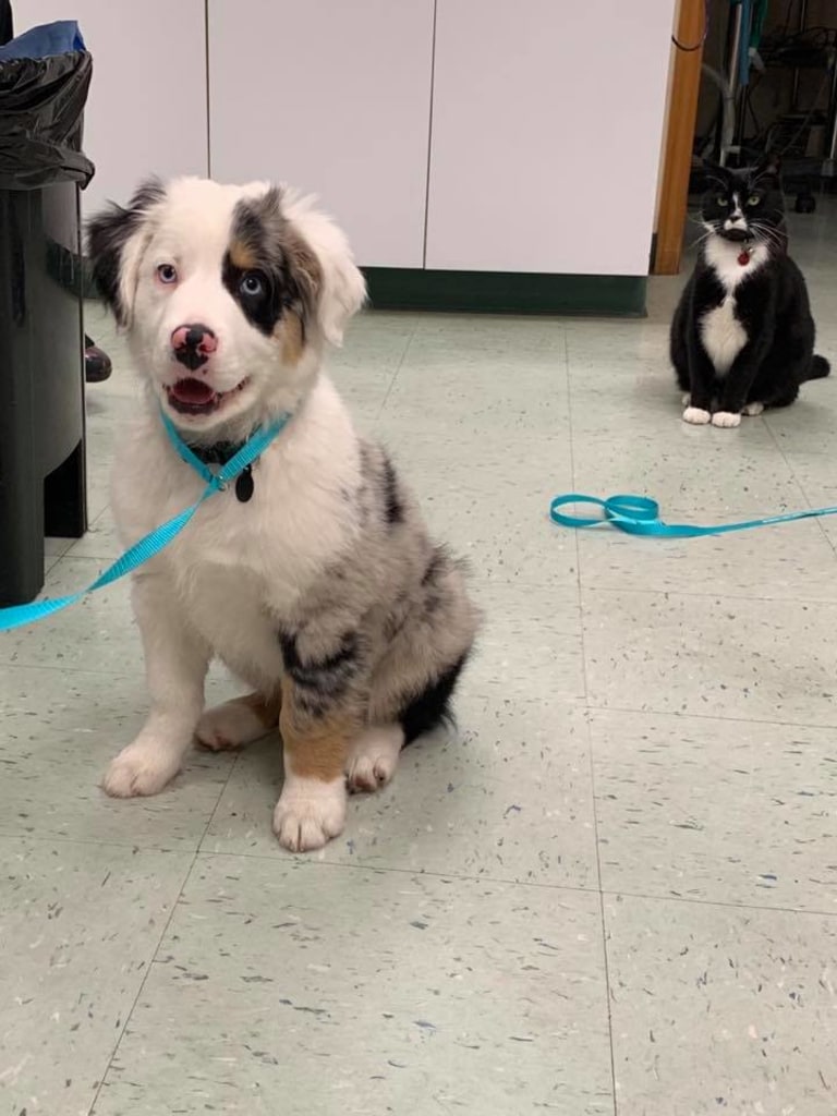 Hospital Gallery Advanced Care Animal Clinic in Smokey Point