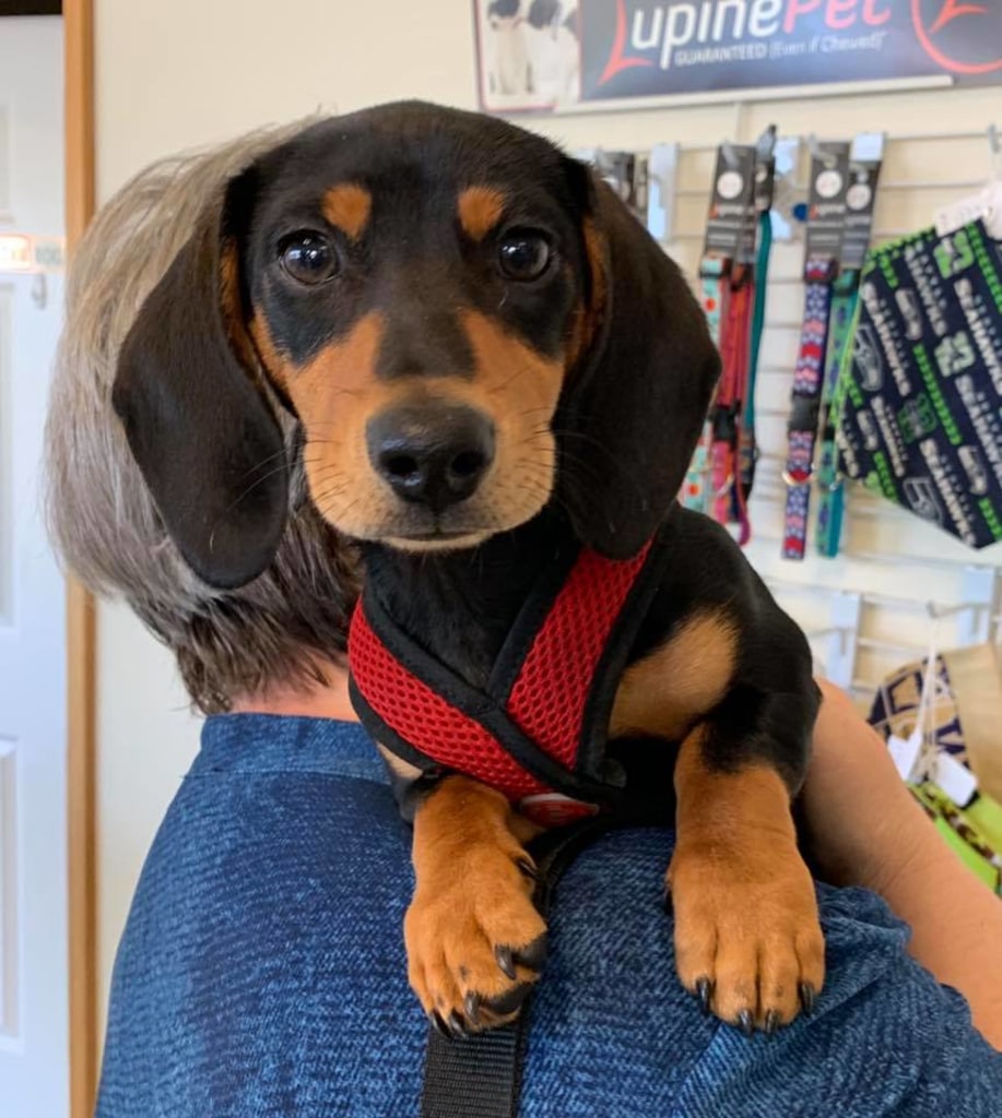 Hospital Gallery Advanced Care Animal Clinic in Smokey Point