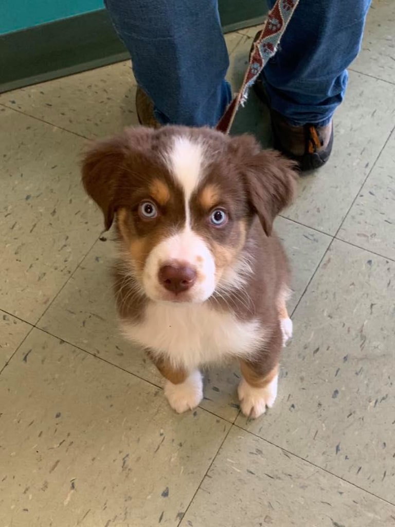Hospital Gallery Advanced Care Animal Clinic in Smokey Point