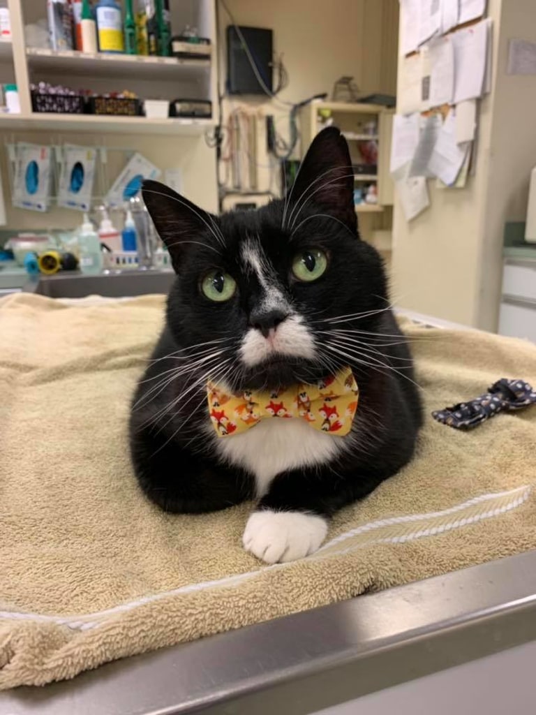 Hospital Gallery Advanced Care Animal Clinic in Smokey Point