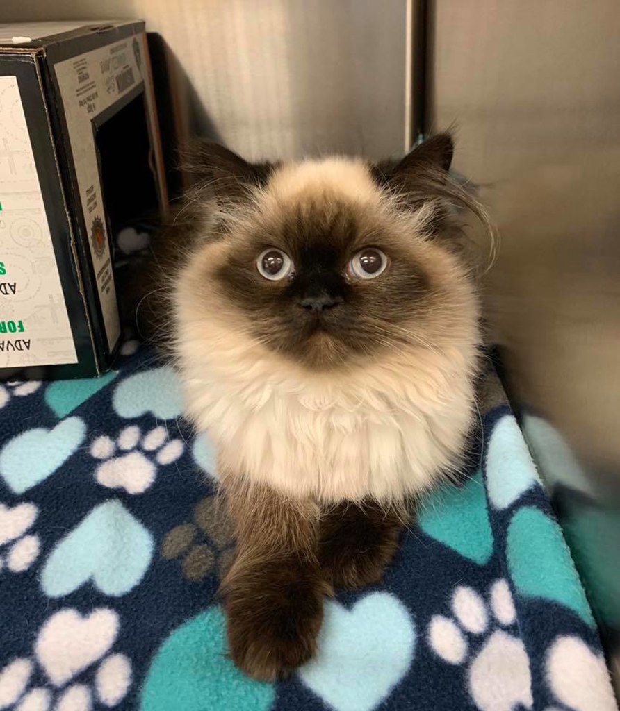 Hospital Gallery Advanced Care Animal Clinic in Smokey Point