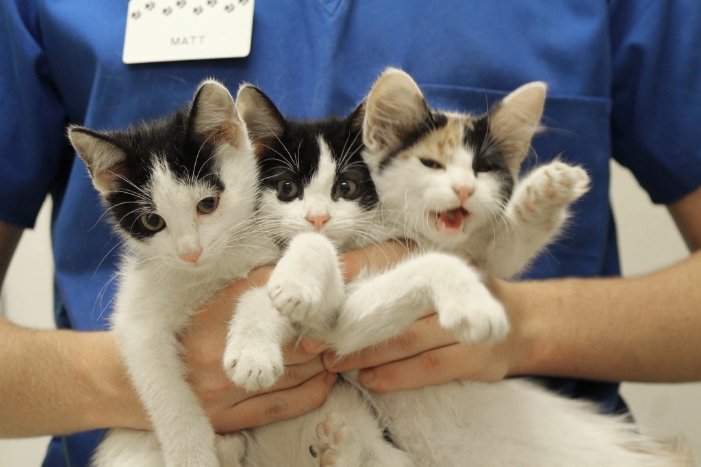 Hospital Gallery Westmoreland & Slappey Animal Hospital