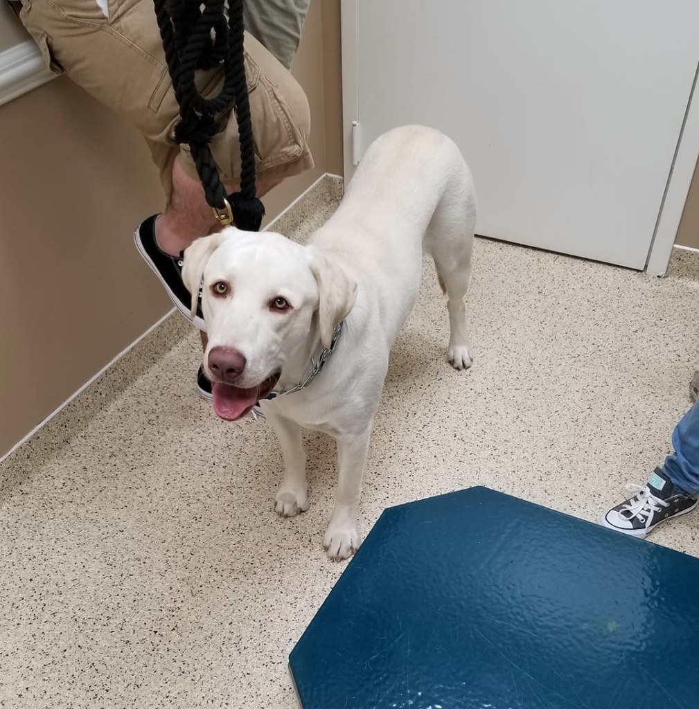 Hospital Gallery Westmoreland & Slappey Animal Hospital