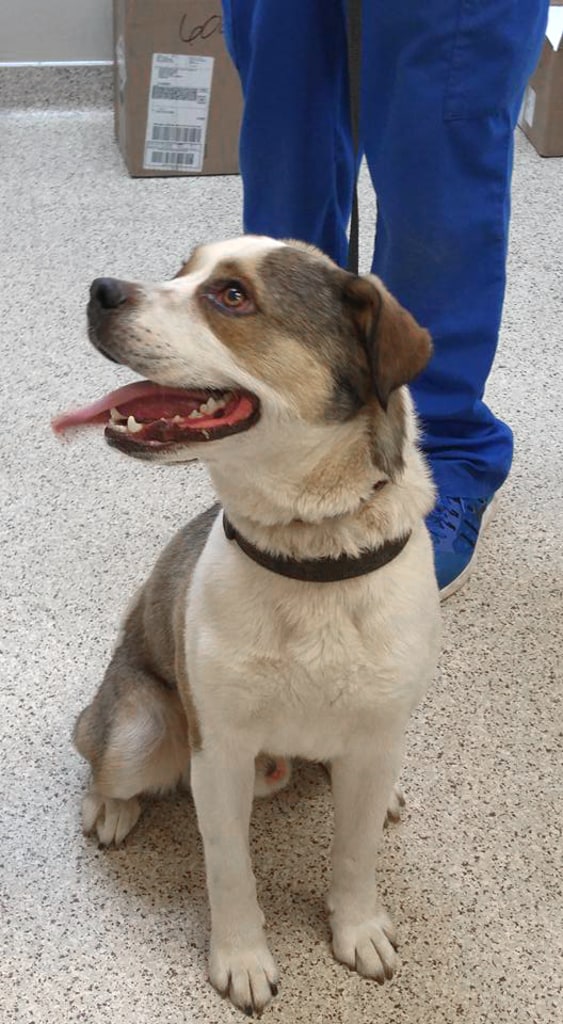 Hospital Gallery Westmoreland & Slappey Animal Hospital