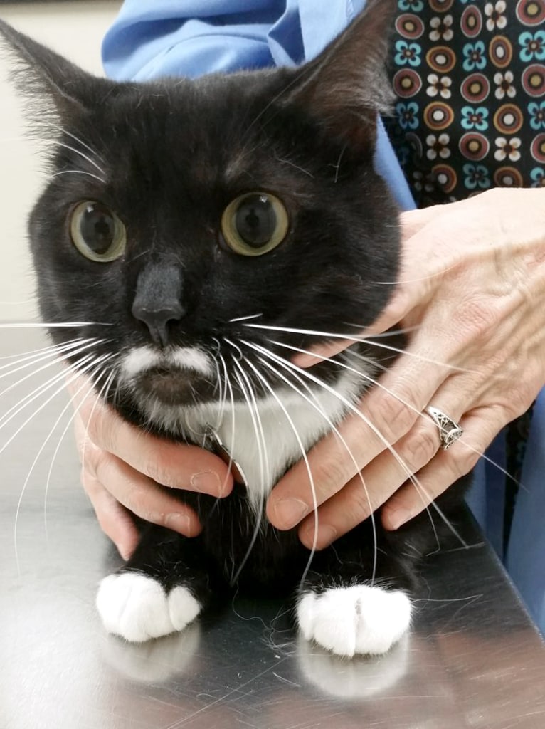 Hospital Gallery Westmoreland & Slappey Animal Hospital