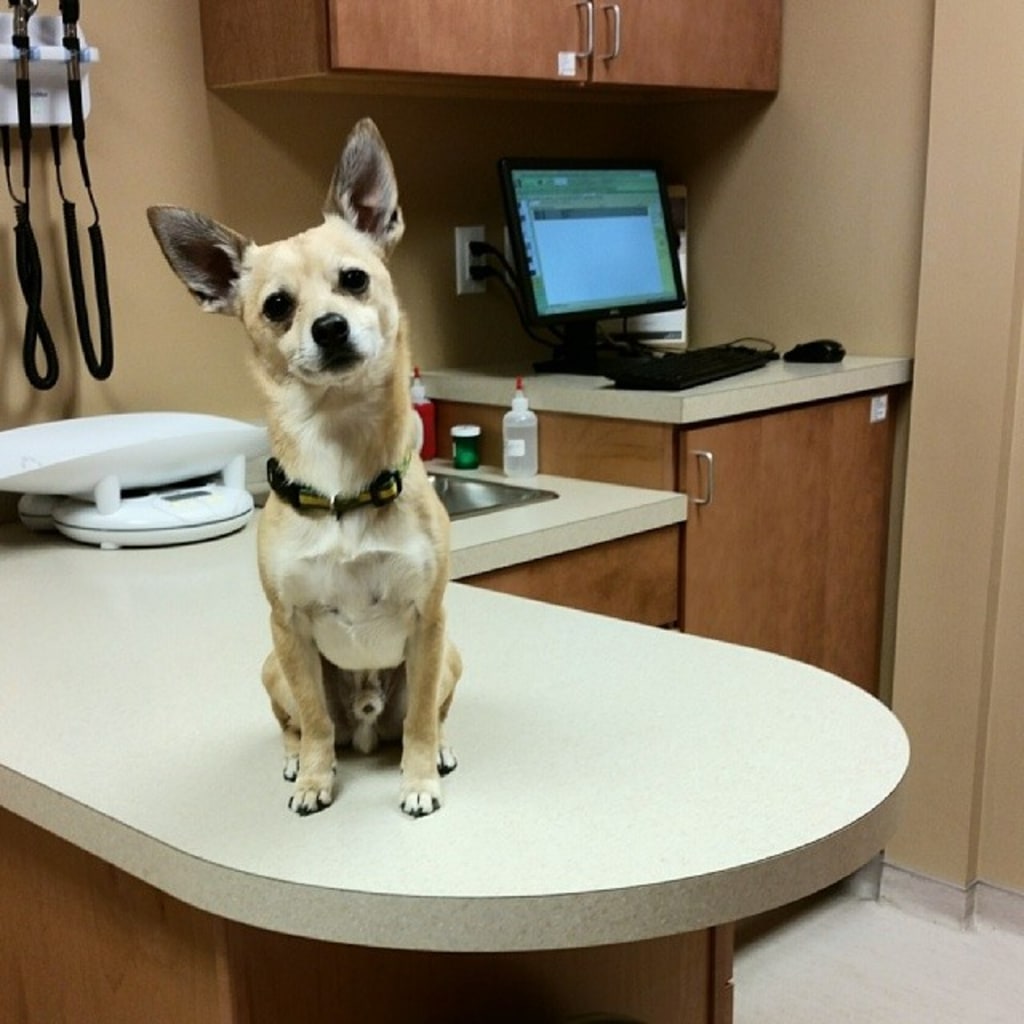Hospital Gallery Wachusett Animal Hospital, GP and Specialist