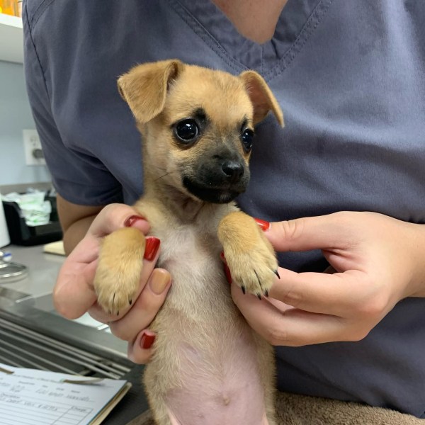 Hospital Gallery Limehouse Veterinary Clinic in Glendale