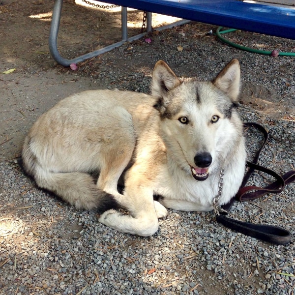 Hospital Gallery Limehouse Veterinary Clinic in Glendale
