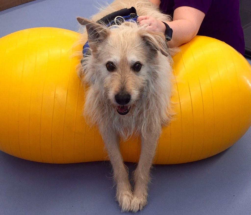 Hospital Gallery Limehouse Veterinary Clinic in Glendale