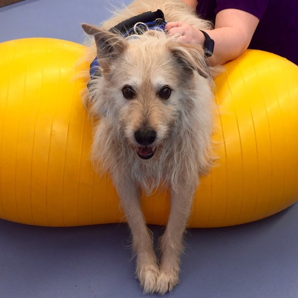 Hospital Gallery Limehouse Veterinary Clinic in Glendale