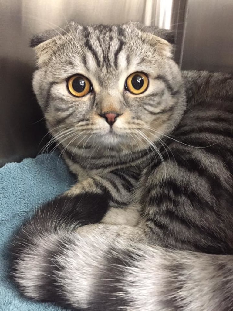 Hospital Gallery Limehouse Veterinary Clinic in Glendale