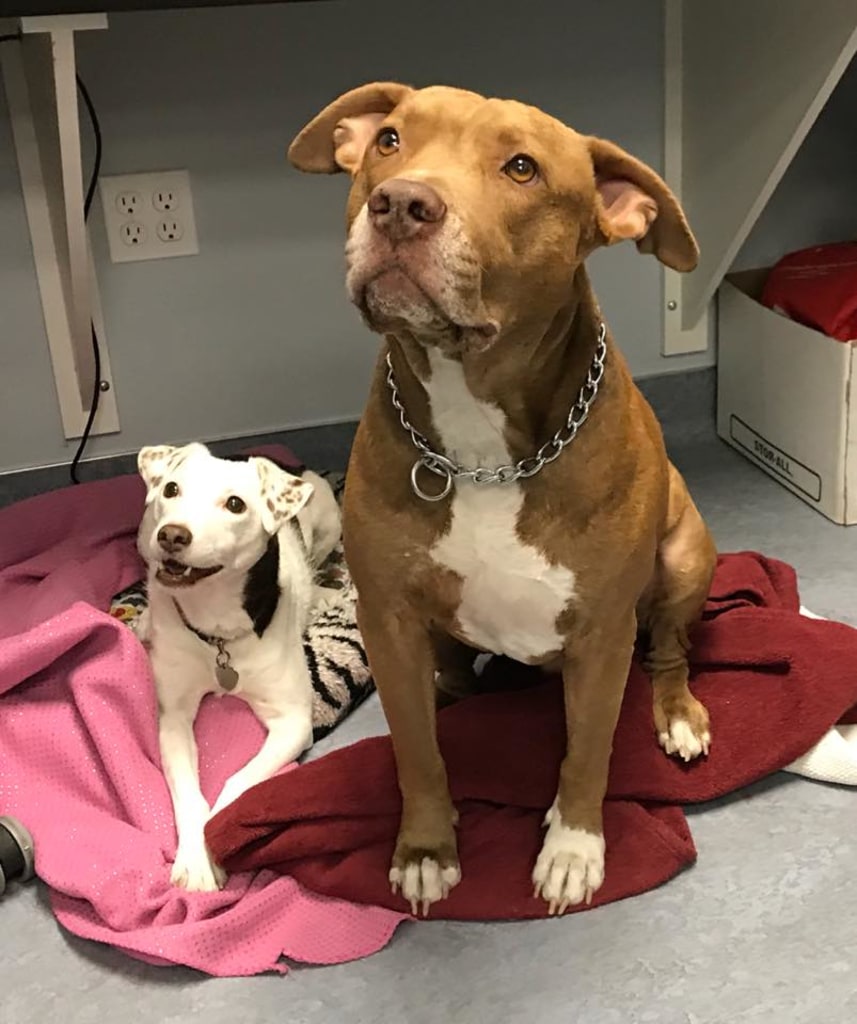 Hospital Gallery Limehouse Veterinary Clinic in Glendale