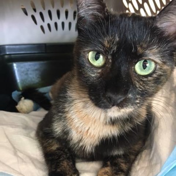 Hospital Gallery Limehouse Veterinary Clinic in Glendale