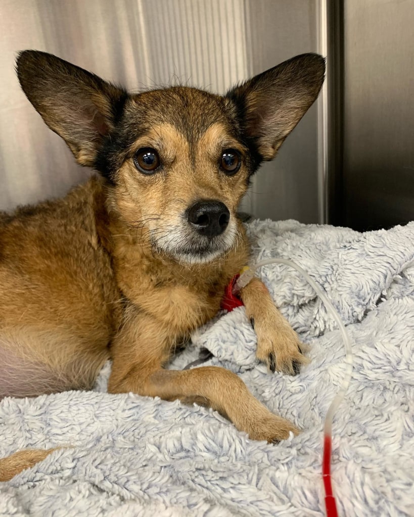 Hospital Gallery Limehouse Veterinary Clinic in Glendale