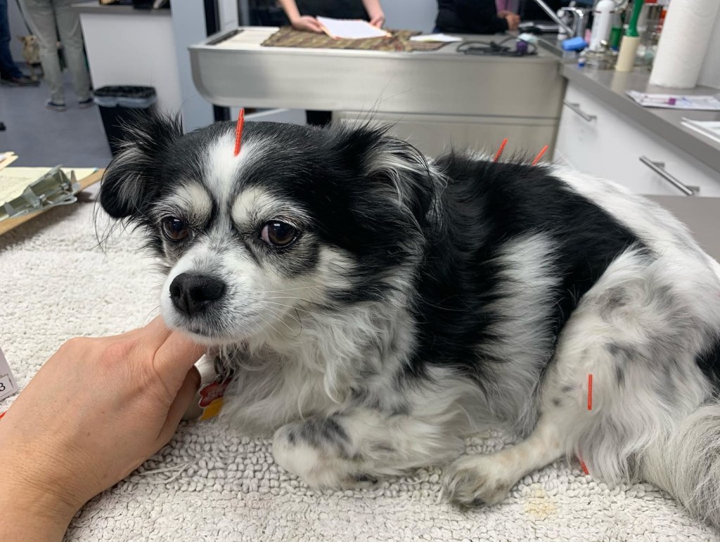 Hospital Gallery Limehouse Veterinary Clinic in Glendale