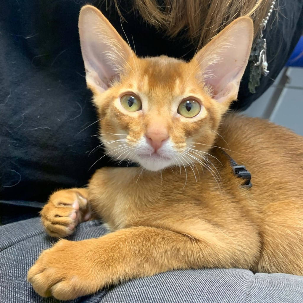 Hospital Gallery Limehouse Veterinary Clinic in Glendale