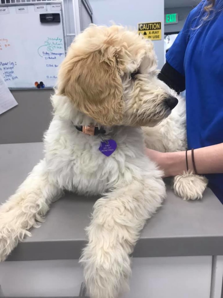 Hospital Gallery Limehouse Veterinary Clinic in Glendale