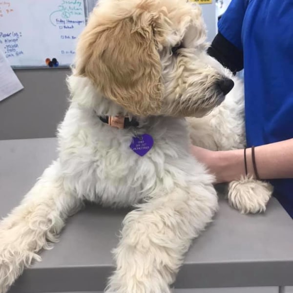 Hospital Gallery Limehouse Veterinary Clinic in Glendale