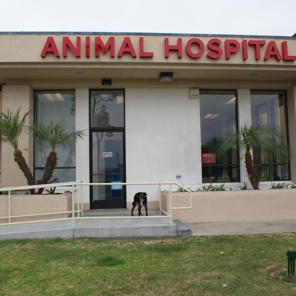 Hospital Gallery San Diego Bay Animal Hospital