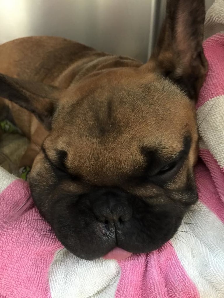 About Animal Emergency Clinic of San Diego Open 7 Days a Week in Poway