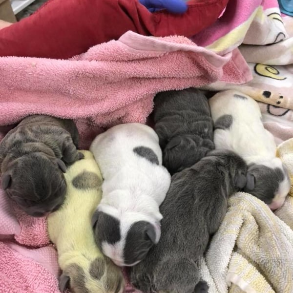 About Animal Emergency Clinic of San Diego Open 7 Days a Week in Poway