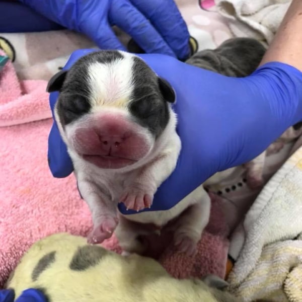 About Animal Emergency Clinic of San Diego Open 7 Days a Week in Poway