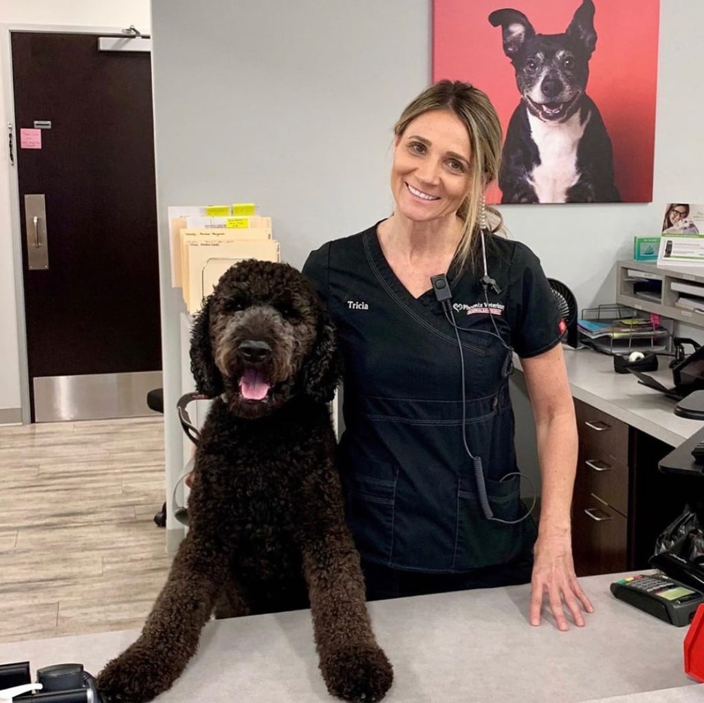 About Phoenix Veterinary Referral & Emergency Center in Phoenix Open 24/7