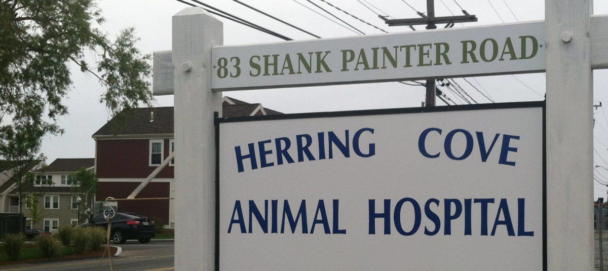 Hospital Gallery Herring Cove Animal Hospital, Provincetown Veterinarian