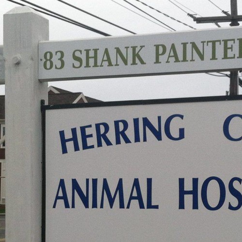 Hospital Gallery Herring Cove Animal Hospital, Provincetown Veterinarian