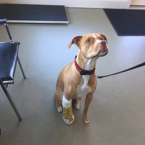 Hospital Gallery Herring Cove Animal Hospital, Provincetown Veterinarian