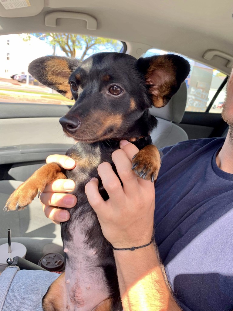 Squirrel Available for Adoption Pets Alive Niagara