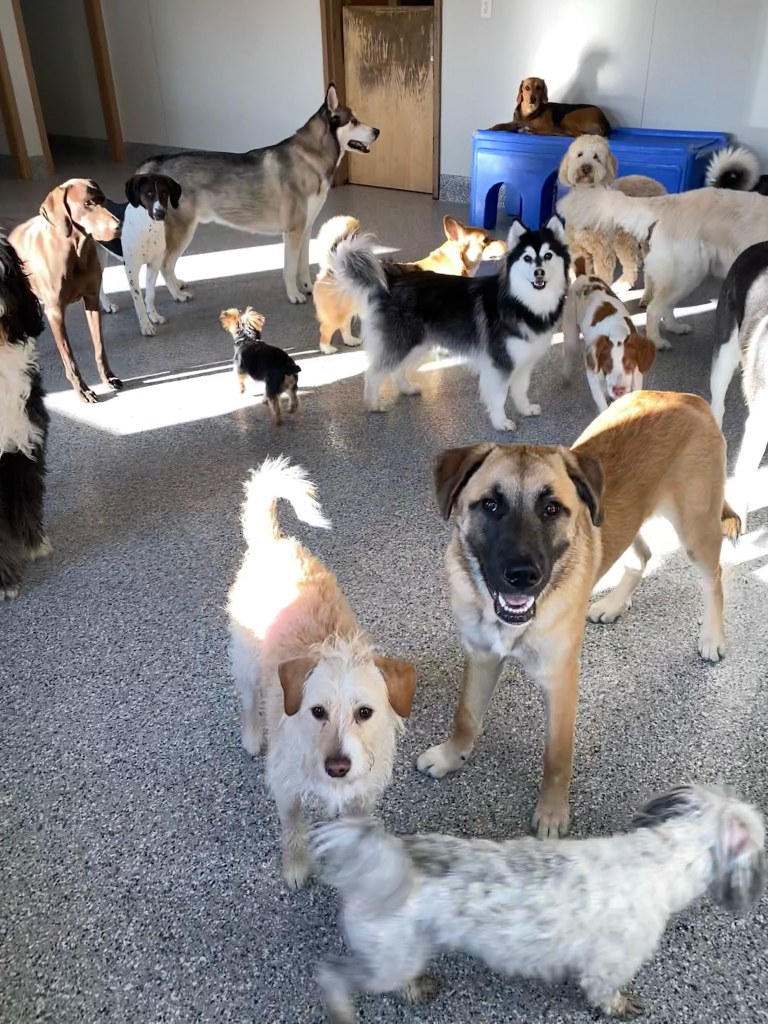 Is Doggy Daycare Safe