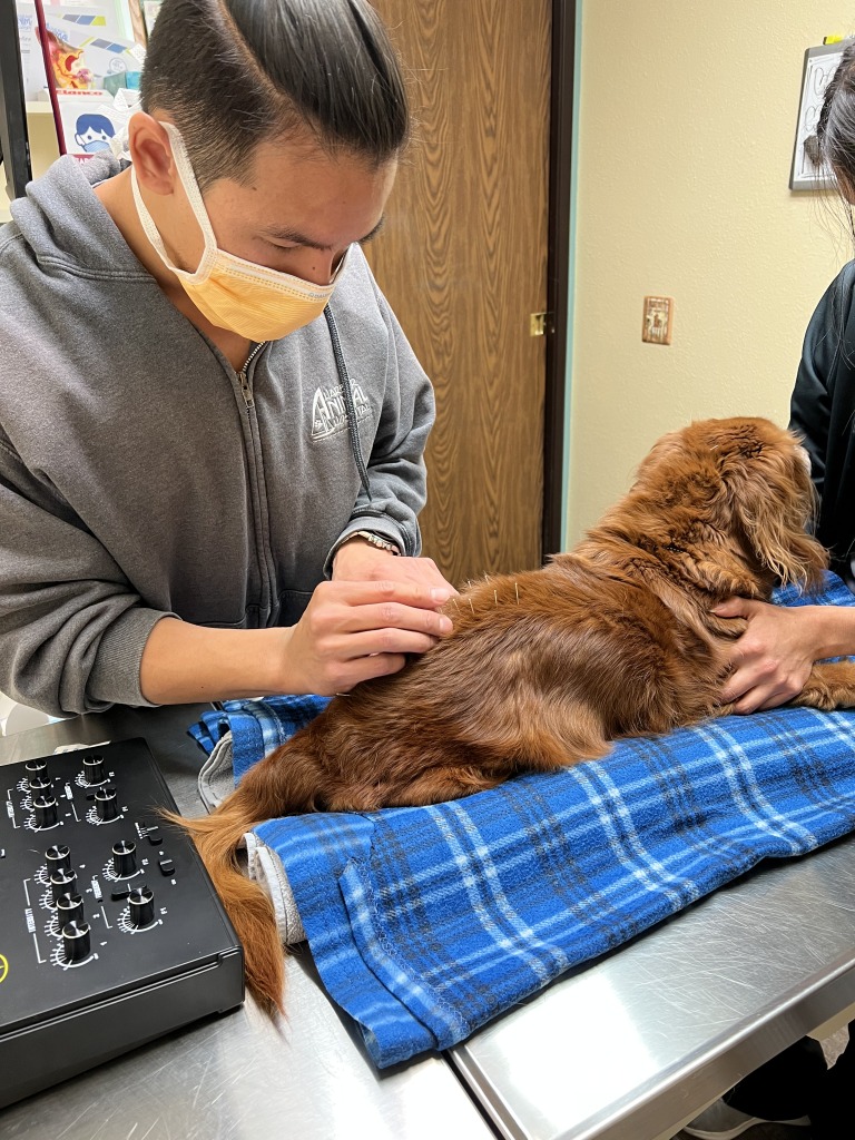 Veterinary Acupuncture in Torrance Cat & Dog Acupuncture