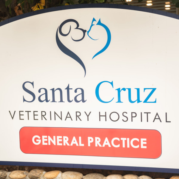Santa Cruz Veterinary Hospital Hospital Gallery
