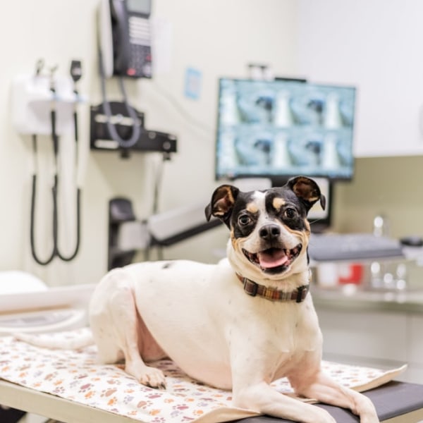 Santa Cruz Veterinary Hospital Hospital Gallery
