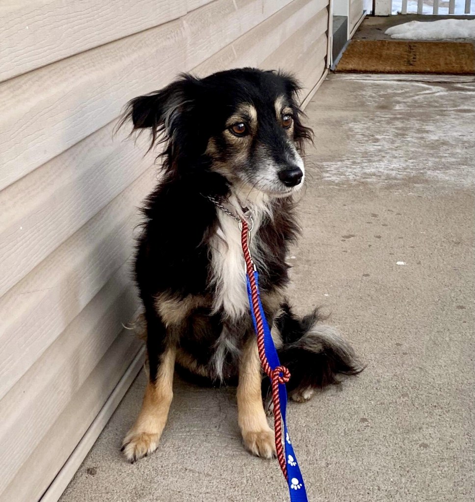 Benson Available Pets Alive Niagara