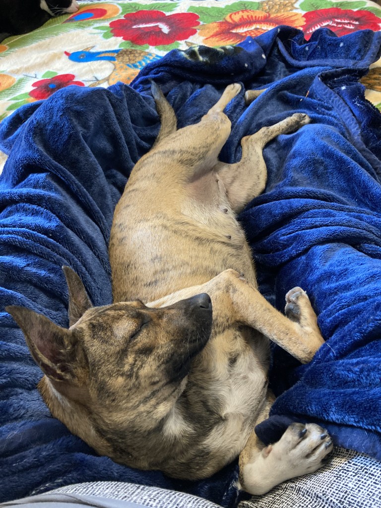 Zoé Applications Closed Pets Alive Niagara