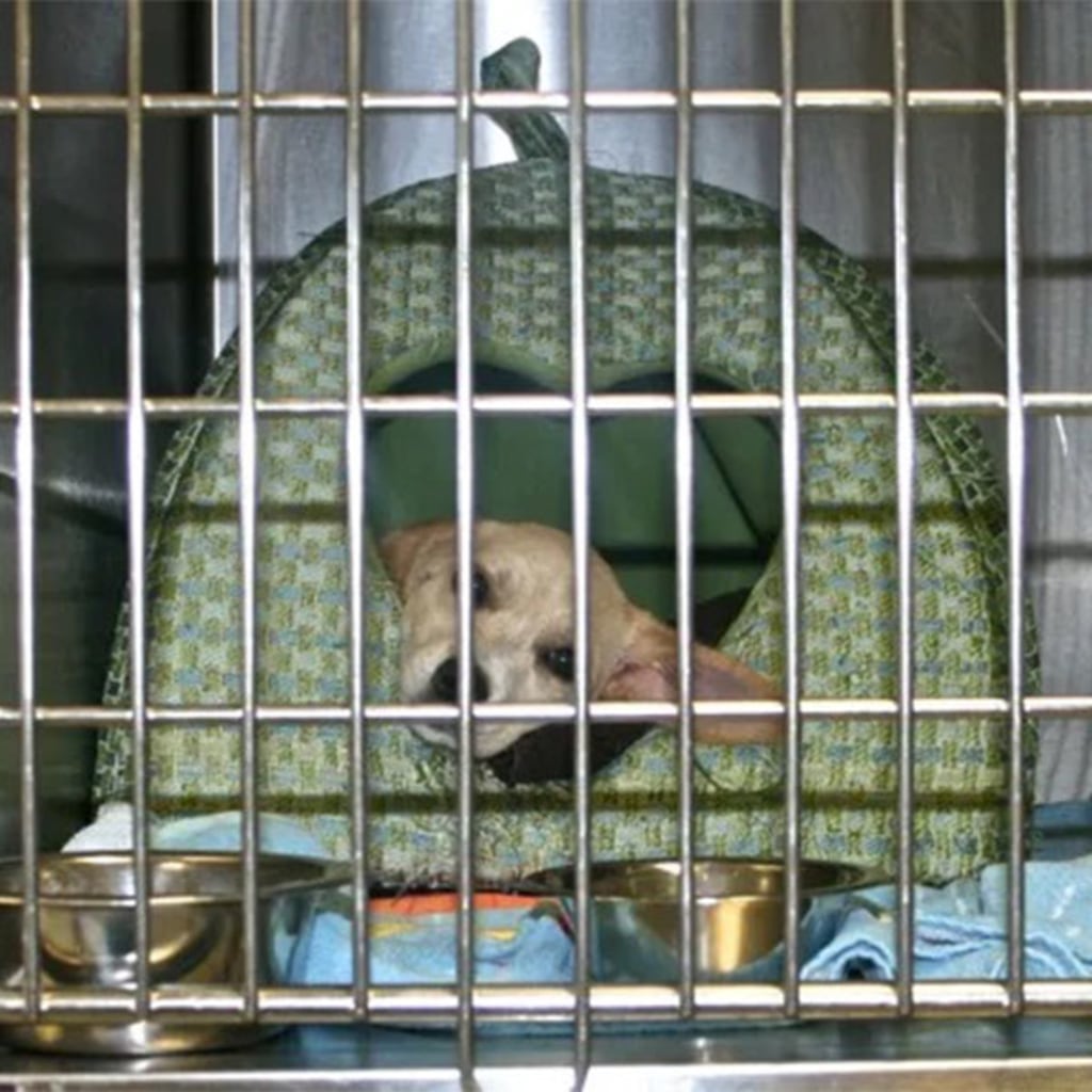 Pet Gallery Snellville Animal Hospital in Snellville