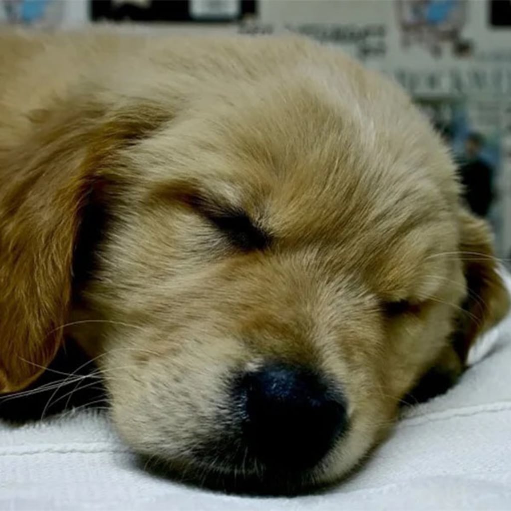 Pet Gallery Snellville Animal Hospital in Snellville