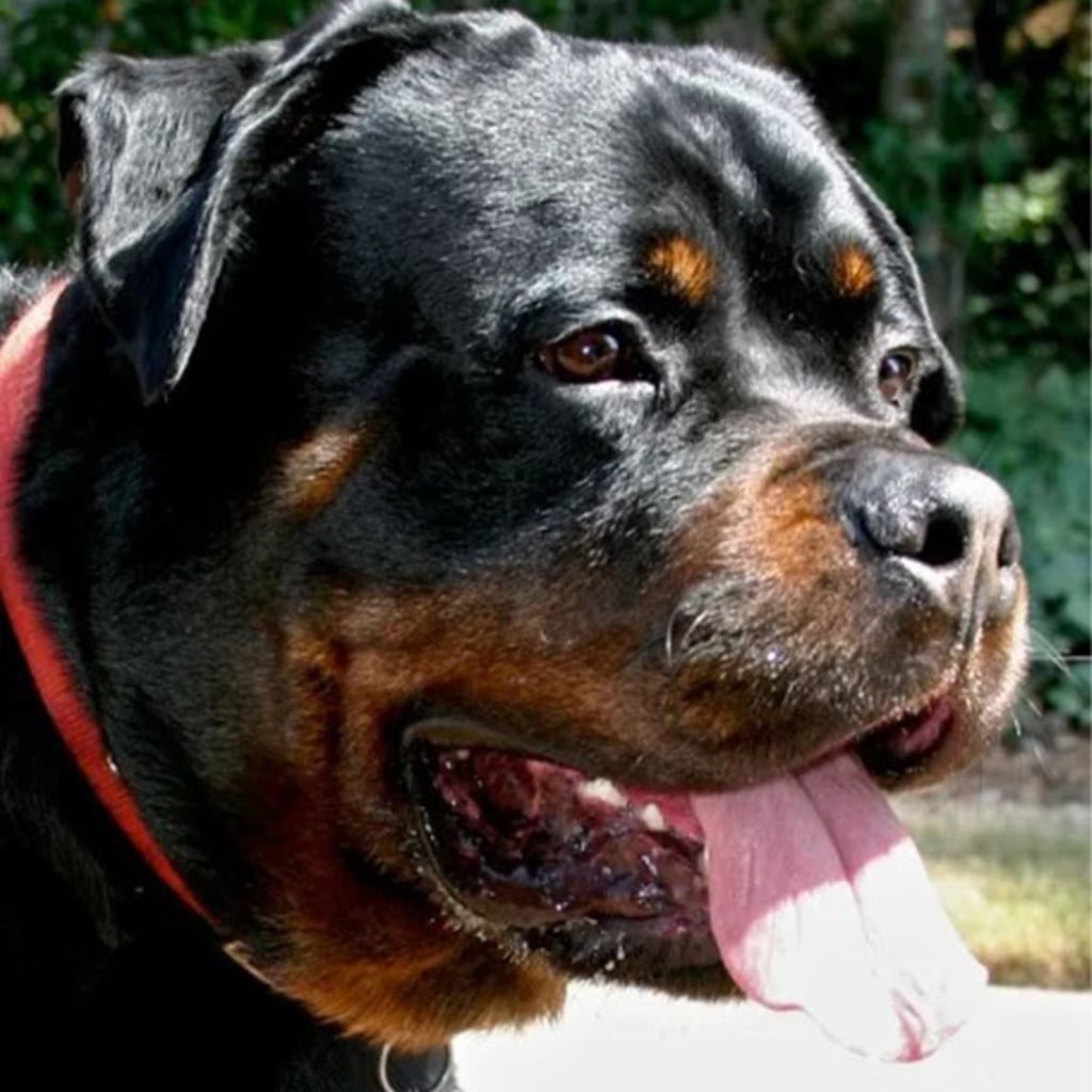 Pet Gallery Snellville Animal Hospital in Snellville