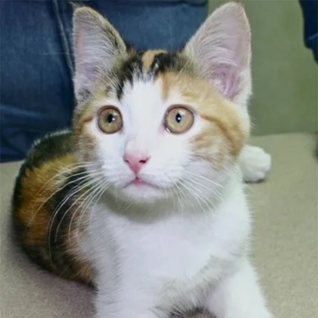 Pet Gallery Snellville Animal Hospital in Snellville