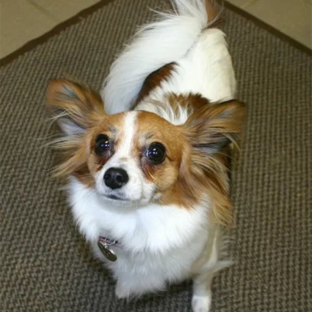 Pet Gallery Snellville Animal Hospital in Snellville