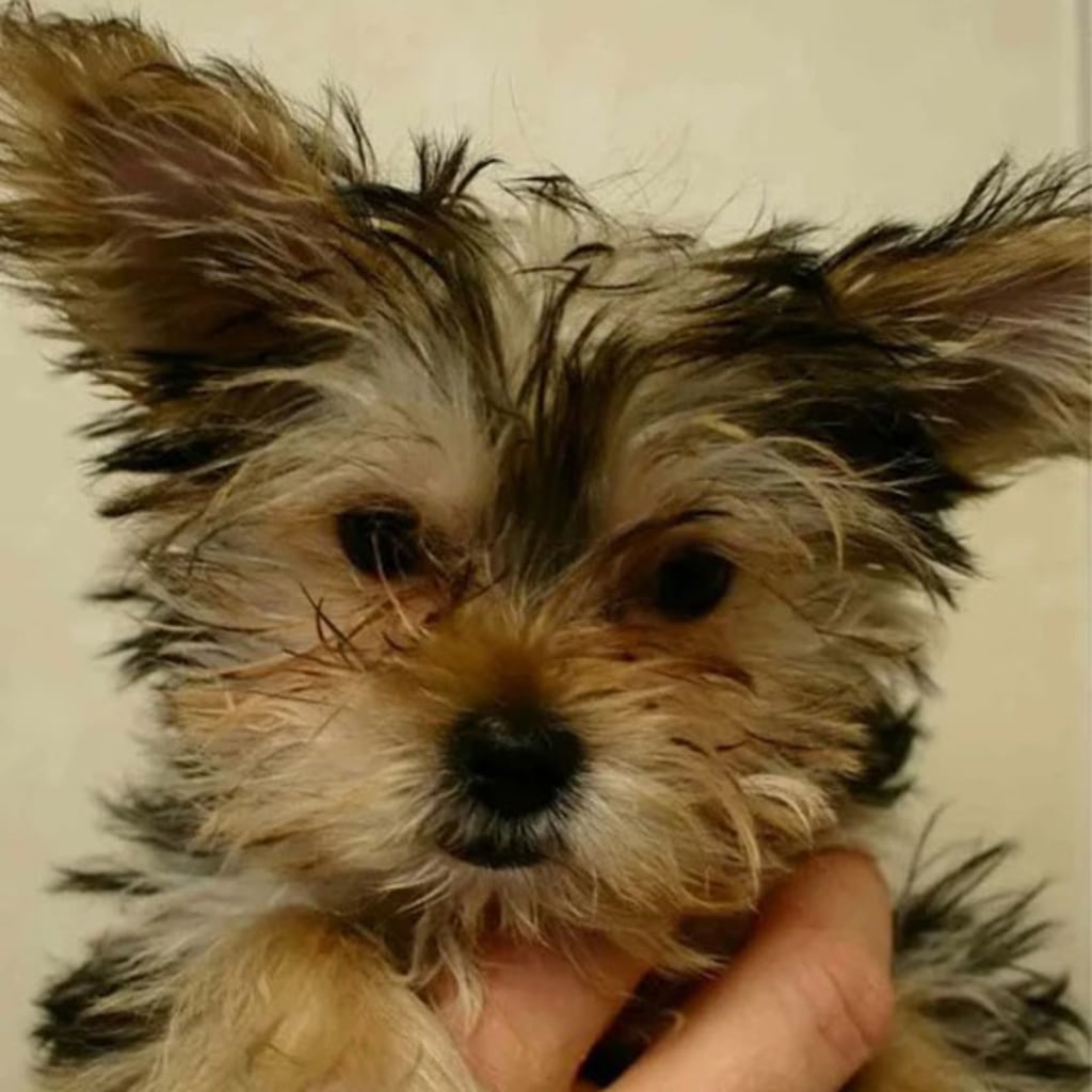 Pet Gallery Snellville Animal Hospital in Snellville