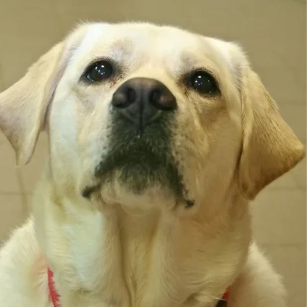 Pet Gallery Snellville Animal Hospital in Snellville