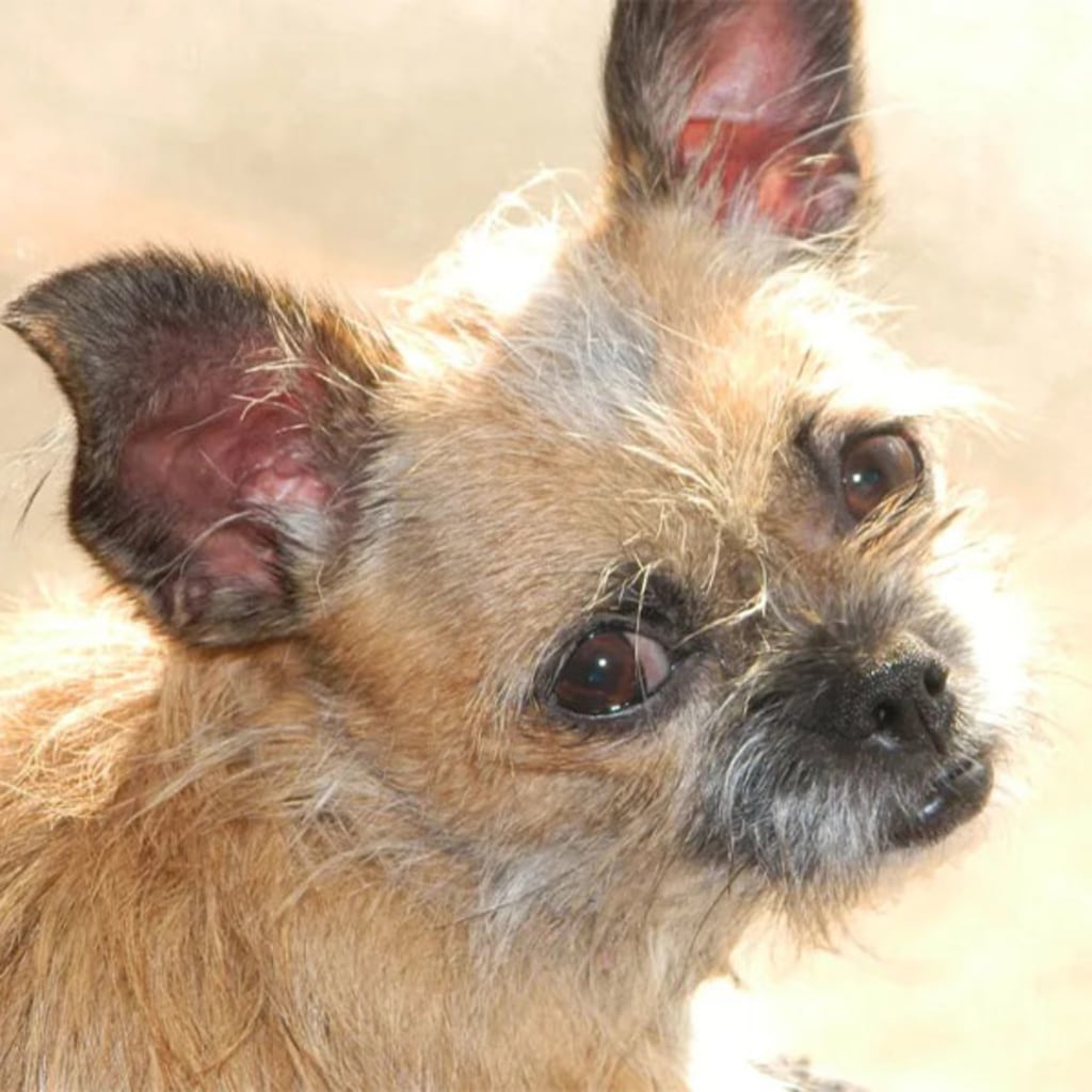 Pet Gallery Snellville Animal Hospital in Snellville