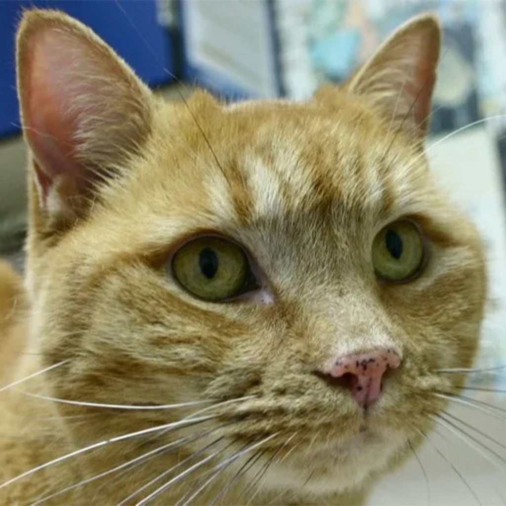 Pet Gallery Snellville Animal Hospital in Snellville